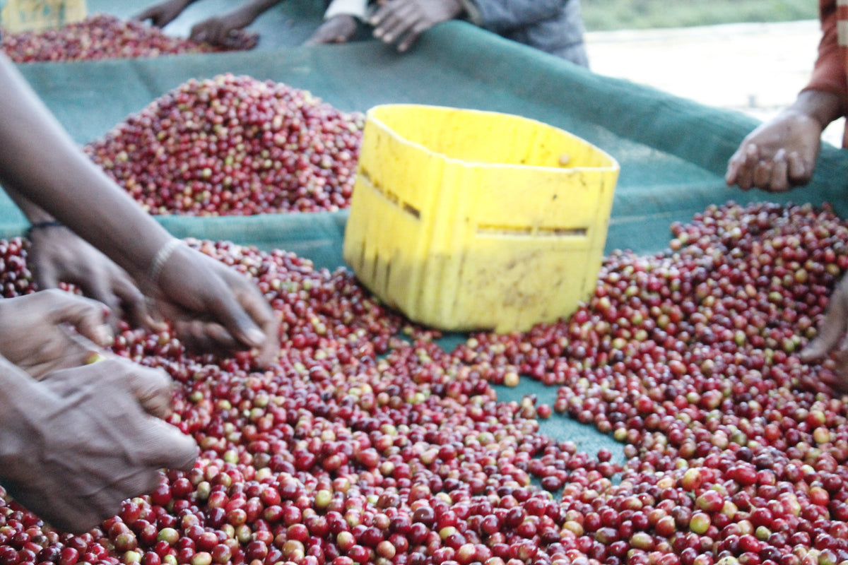 Ethiopia West Arsi Nensebo Natural