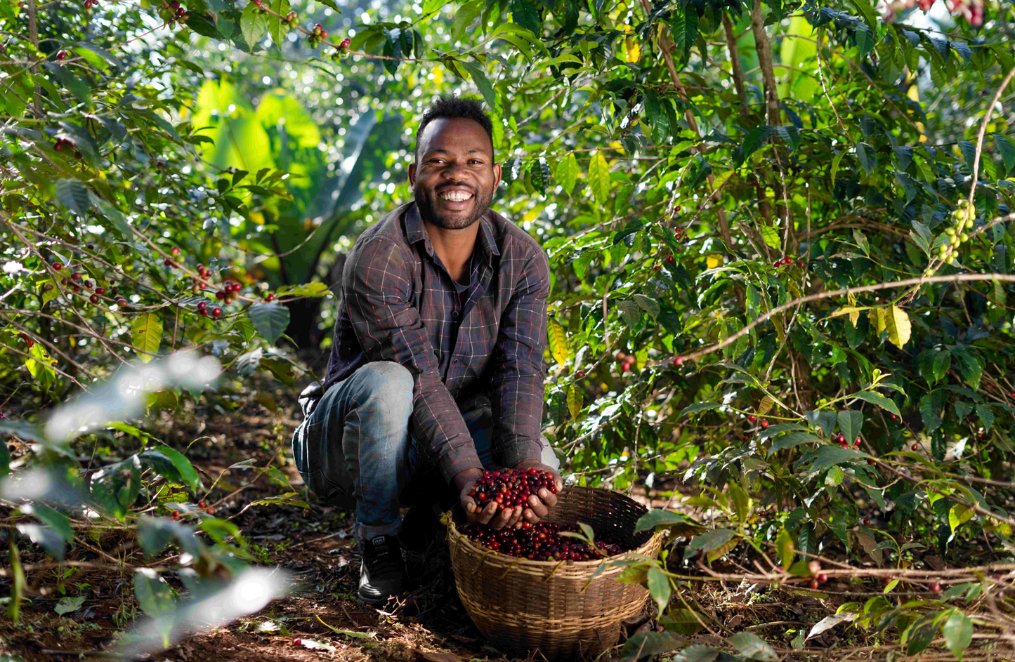 Ethiopia Banko Gotiti Anerobic Natural