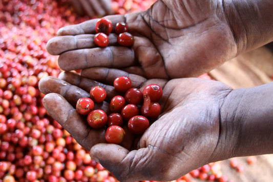 The Journey of a Bean: From Farm to Your Cup