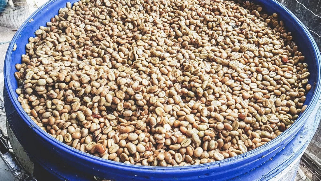 Fueling Life’s Peak Moments: Why Fresh Coffee Matters