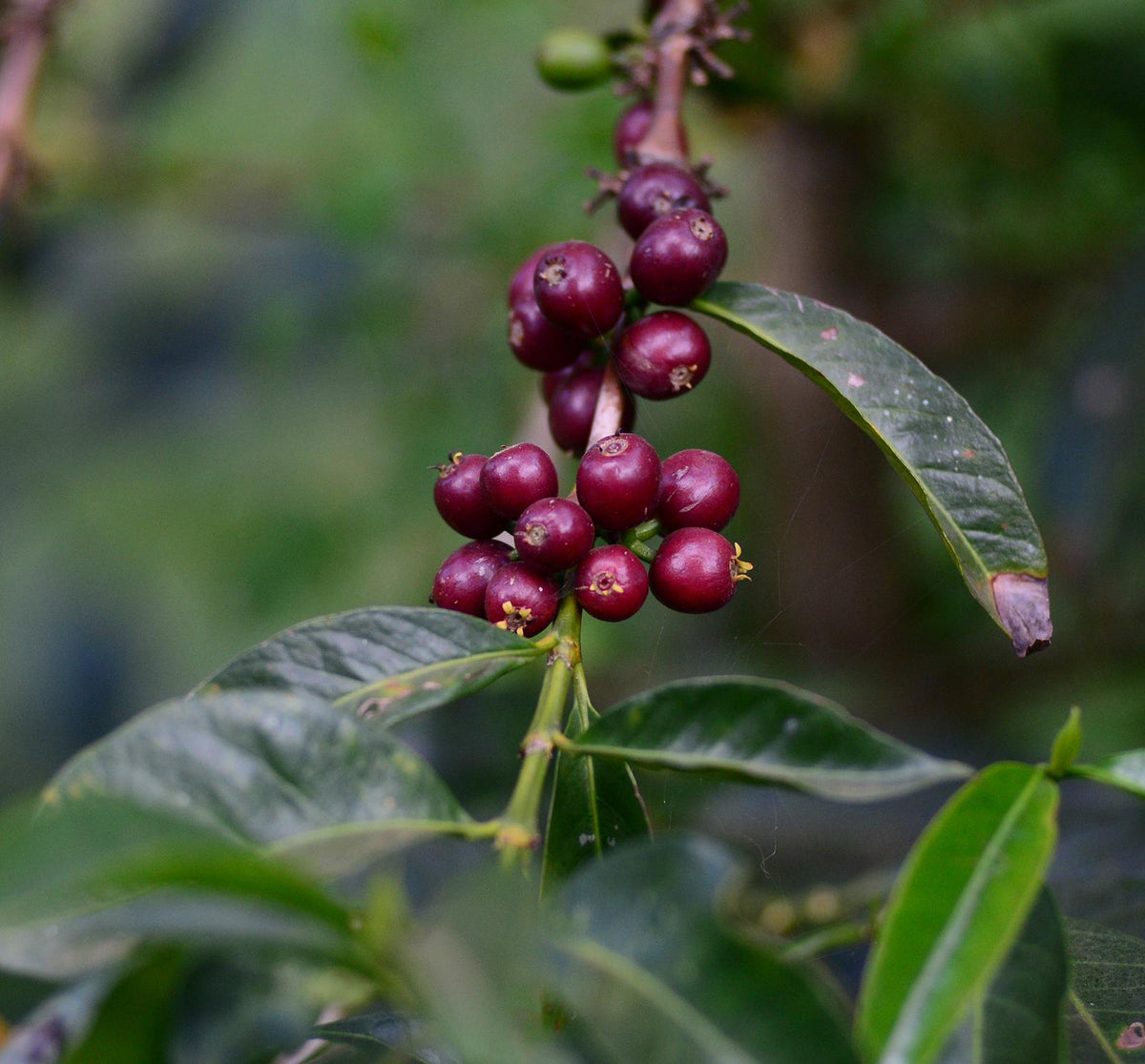 Ethiopia West Arsi Nensebo Natural