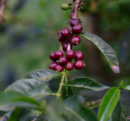 Ethiopia West Arsi Nensebo Natural