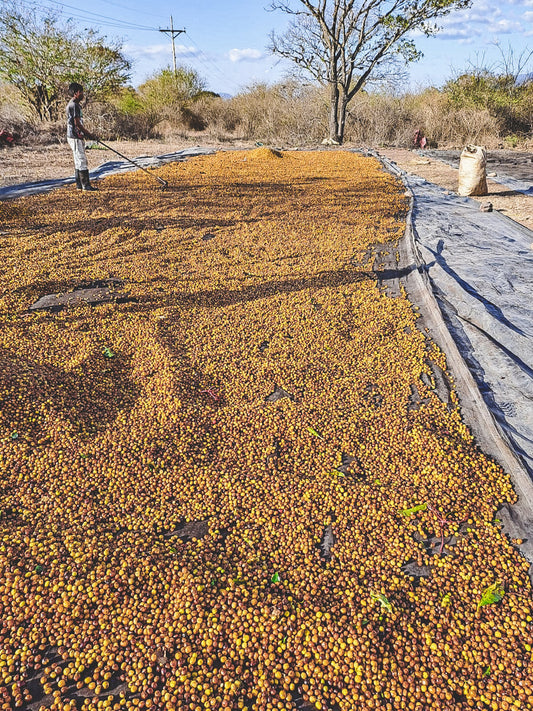Honduras Finca El Jardim Parainema Natural