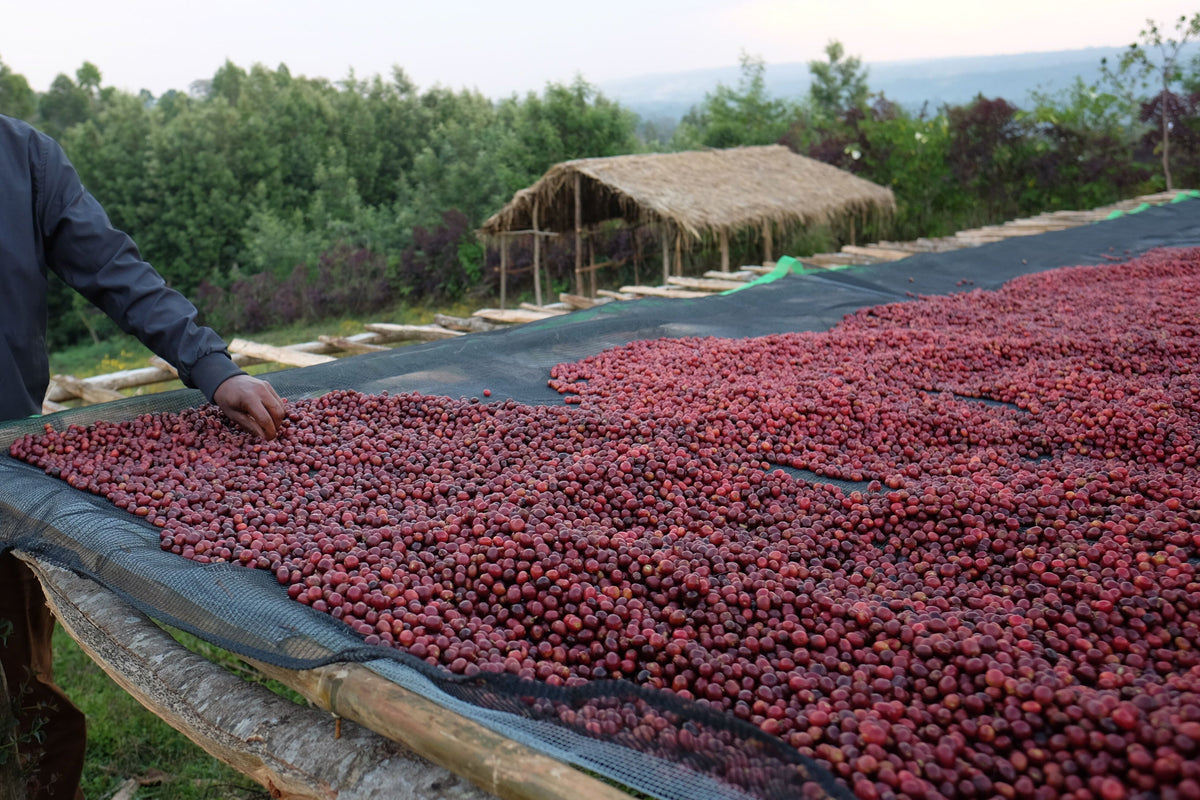 Ethiopia West Arsi Nensebo Natural