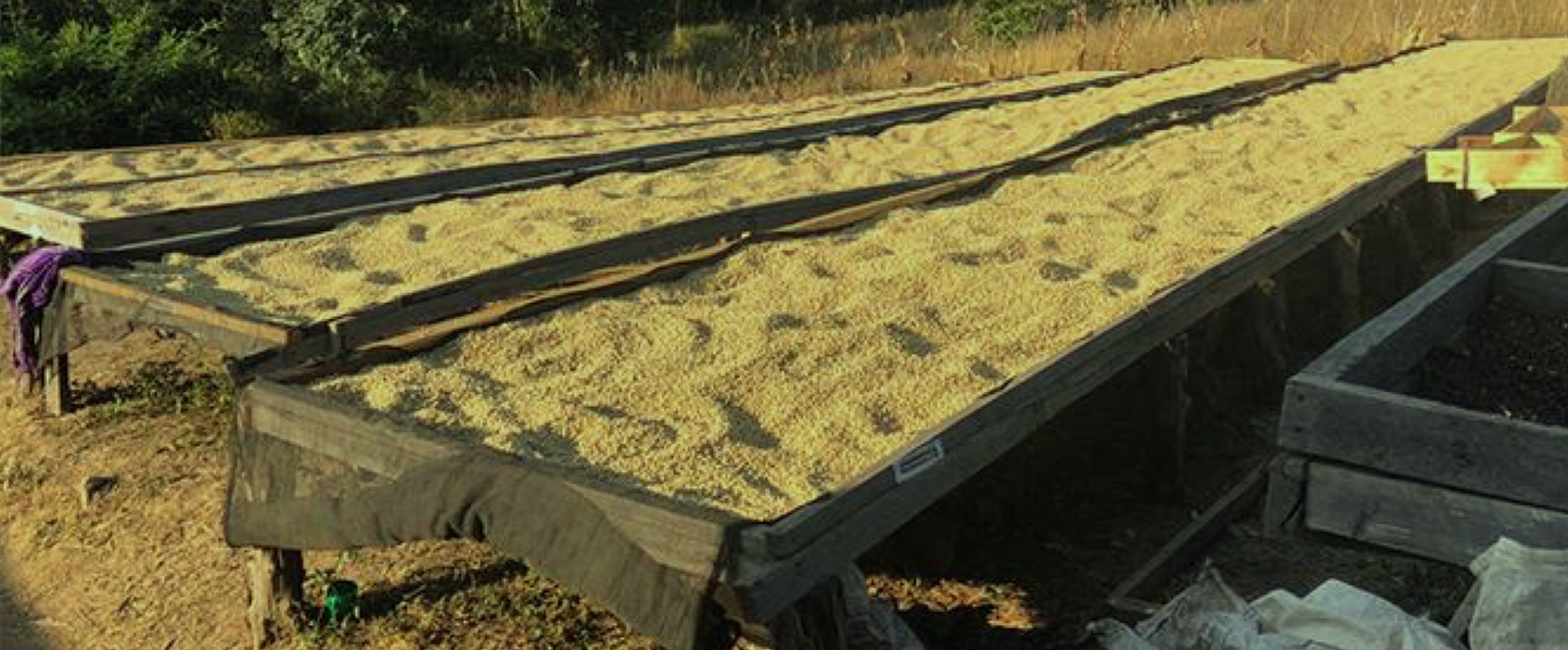 Tanzania Iyenga AMCOS [WHOLESALE]