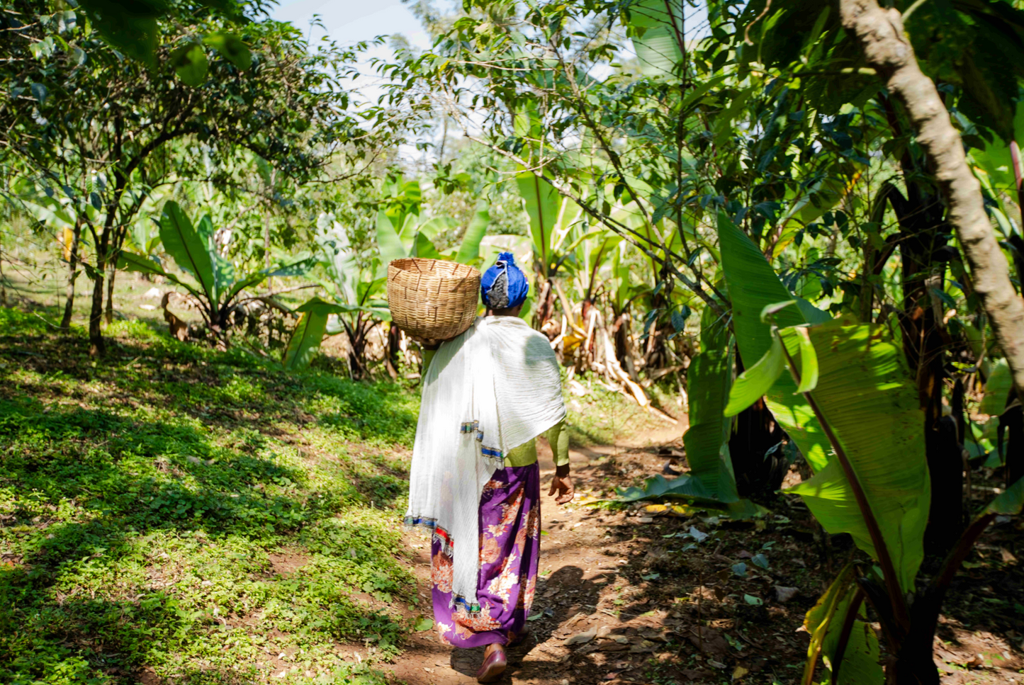 Ethiopia Banko Gotiti Anerobic Natural